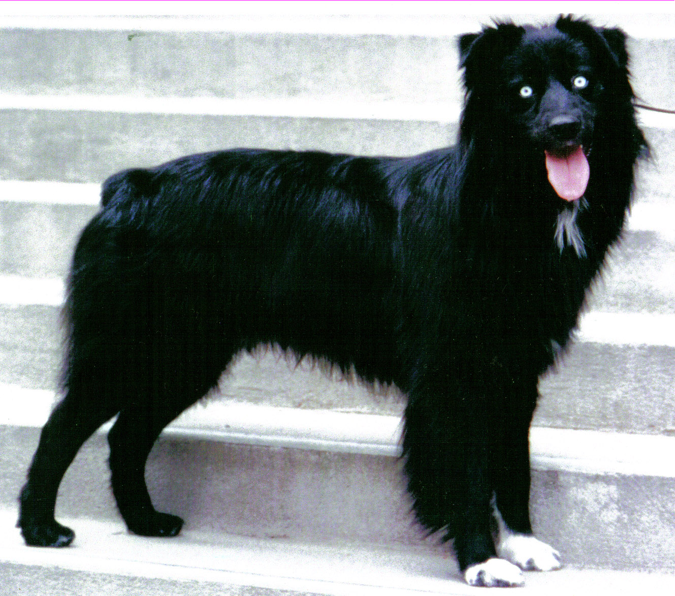 aussie dog black and white