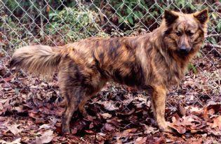brindle long haired dog