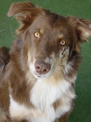 cryptic merle border collie