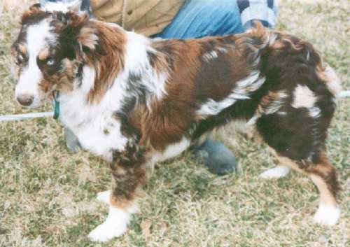 red merle color