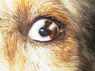 Dog Eye Reflection Color Chart