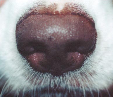why is a dogs nose black