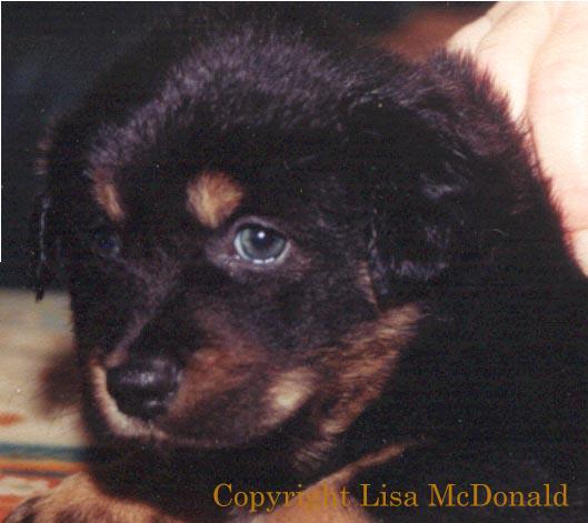 black puppy blue eyes